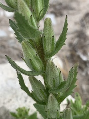 Lyperia lychnidea
