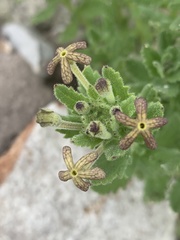 Lyperia lychnidea
