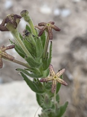 Lyperia lychnidea