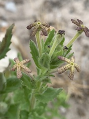Lyperia lychnidea