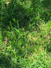 Panyapedaliodes drymaea