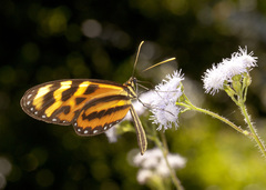 Mechanitis lysimnia utemaia