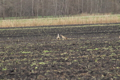 Alopochen aegyptiaca