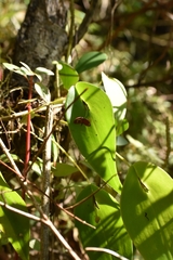 Pleurothallis cardiothallis