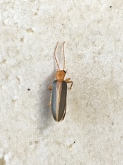 Oxycopis