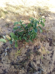 Annona senegalensis