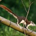 Finlayson's Squirrel - Photo (c) marcelfinlay, some rights reserved (CC BY-NC)
