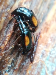 Tachinus subterraneus