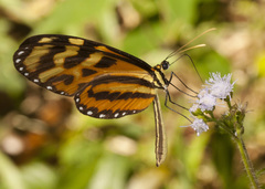Mechanitis lysimnia utemaia