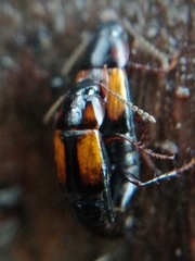 Tachinus subterraneus
