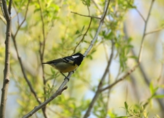 Periparus venustulus