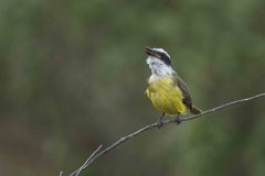 Pitangus sulphuratus