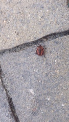 Graphosoma