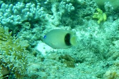 Plectroglyphidodon johnstonianus