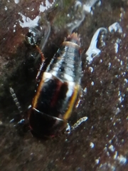 Tachinus marginellus