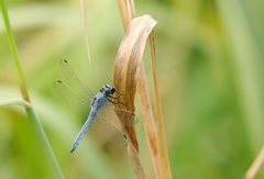 Orthetrum lineostigma