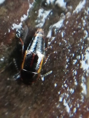 Tachinus marginellus