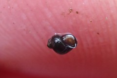 Pyrgulopsis lasseni