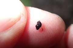 Pyrgulopsis lasseni