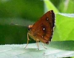 Iambrix salsala salsala