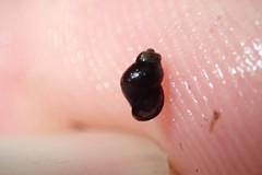 Pyrgulopsis lasseni