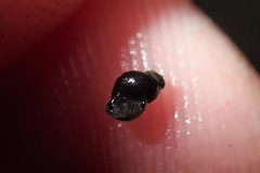 Pyrgulopsis lasseni
