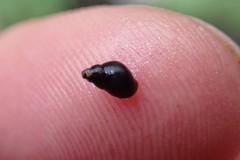 Pyrgulopsis lasseni