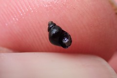 Pyrgulopsis lasseni