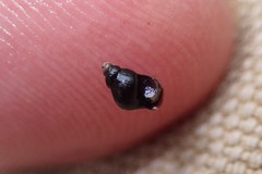 Pyrgulopsis lasseni