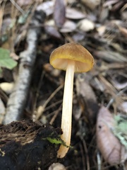 Pluteus romellii