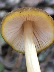 Pluteus romellii