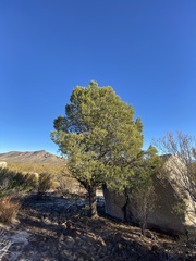 Pinus quadrifolia