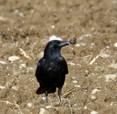 Corvus corone