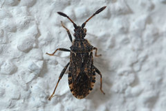 Strobilotoma typhaecornis