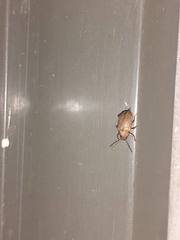 Colaspis cribricollis