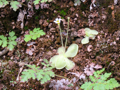 Pinguicula lilacina