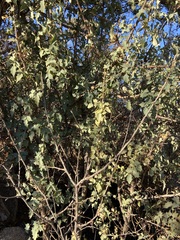 Berberis higginsiae
