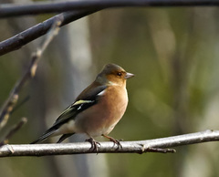 Fringilla coelebs