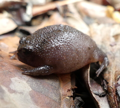 Breviceps fuscus