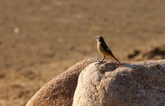 Phoenicurus auroreus