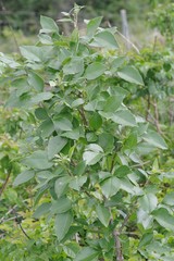 Heteromorpha