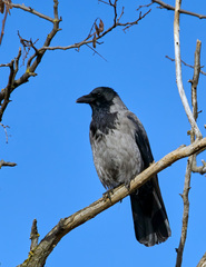 Corvus cornix