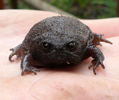 Breviceps fuscus