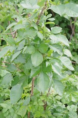 Heteromorpha