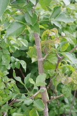 Heteromorpha