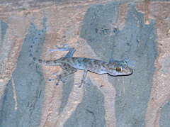 Ptyodactylus hasselquistii
