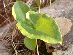 Arisarum vulgare