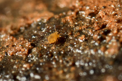 Sminthurinus aureus