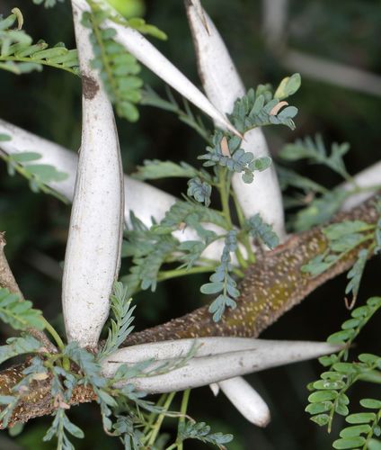 Vachellia karroo