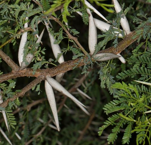 Vachellia karroo